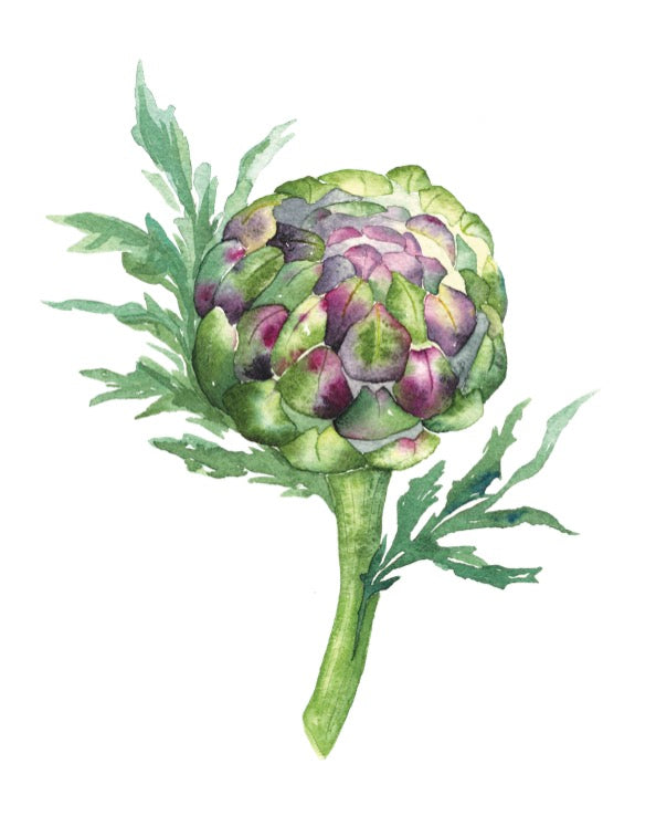 Artichoke 8x10 Print