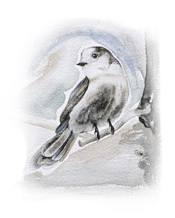 Canada Jay 8x10 Print