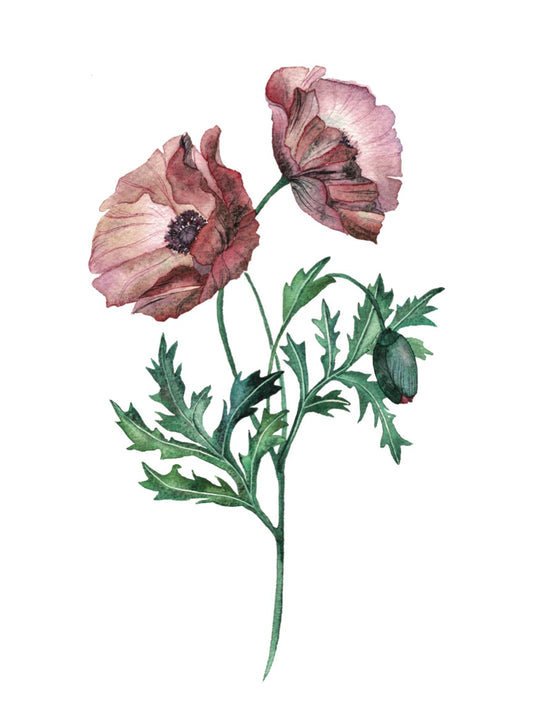 Poppies 9x12 Print