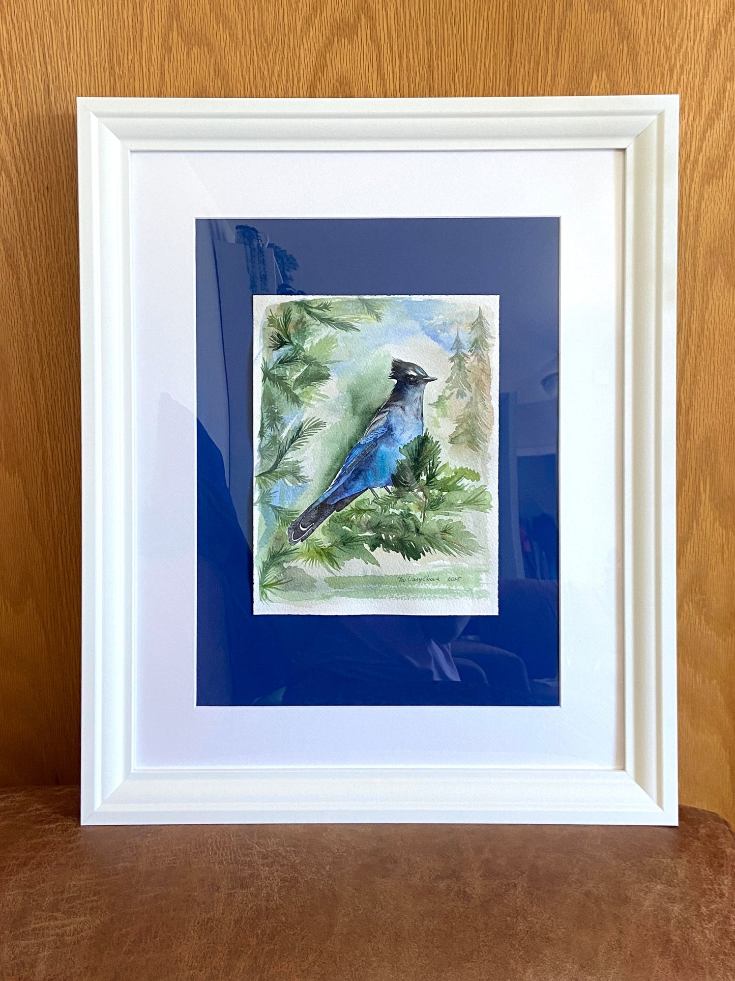 Steller's Jay