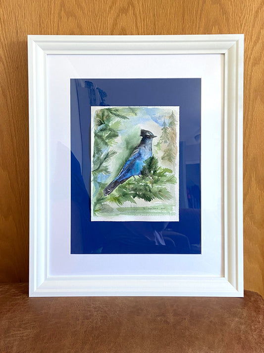 Steller's Jay