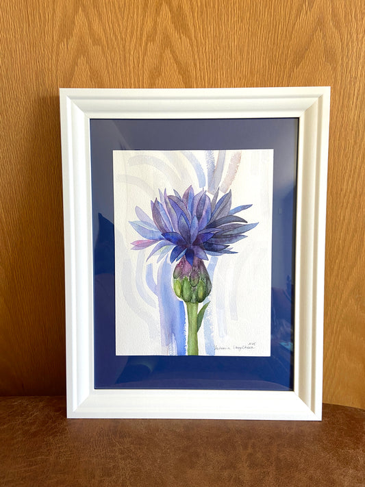 Cornflower