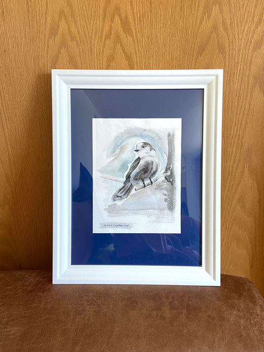 Canada Jay