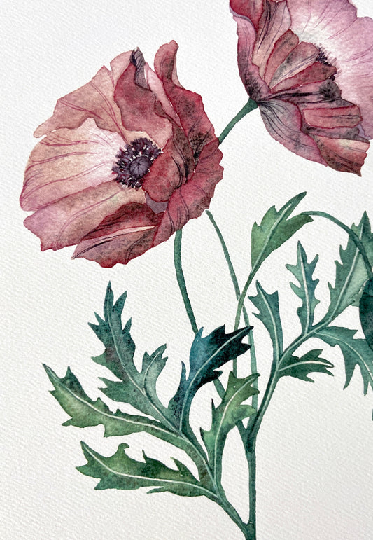 Poppy art print 9x12