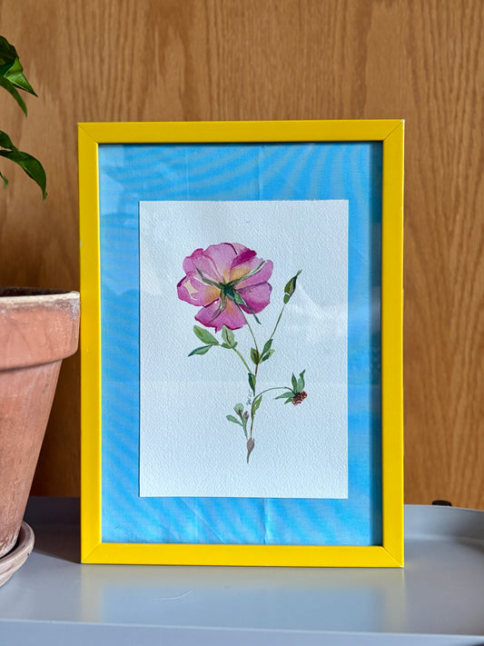 'My time to grow roses'